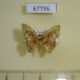 67796p Geometridae Pyrochlora rhanis Costa Rica $6