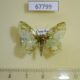 67799p Geometridae Nemoria ozalea Costa Rica $10