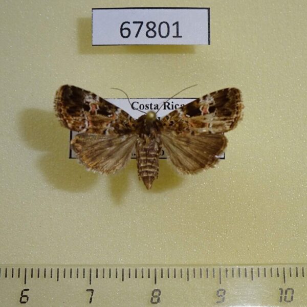 Noctuidae Elaphria rubripicta Costa Rica