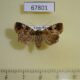 67801p Noctuidae Elaphria rubripicta Costa Rica $6