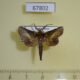 67802p Euteliidae Paectes fovifera Costa Rica $10