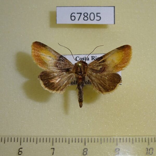 Noctuidae Chalcoecia patricia Costa Rica