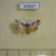 67807p Pyralidae Incarcha aporalis Costa Rica $5