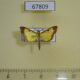 67809p Crambidae Goniorhynchus hampsoni Costa Rica $9