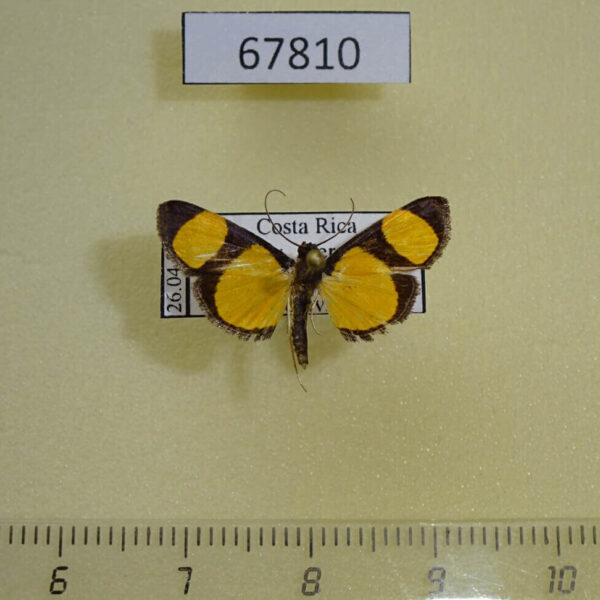 Crambidae Hyalea sp. Costa Rica