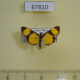 67810p Crambidae Hyalea sp. Costa Rica $6