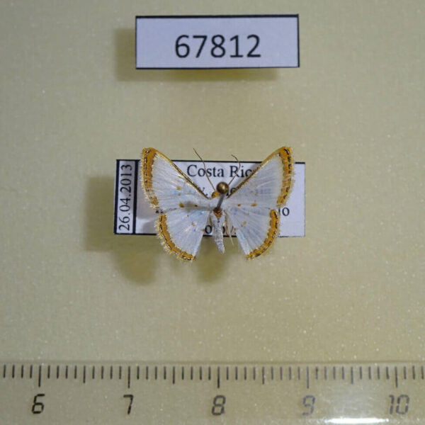 Geometridae Leuciris institata Costa Rica