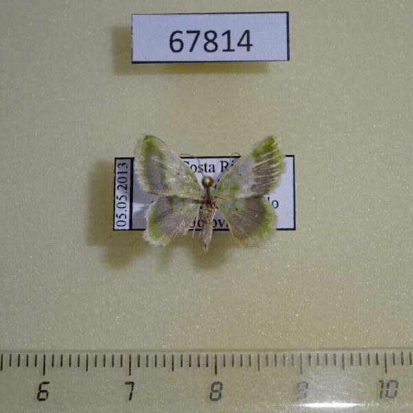 Geometridae Hydata sp. Costa Rica