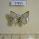67815p Geometridae Chloropteryx dealbata Costa Rica $9