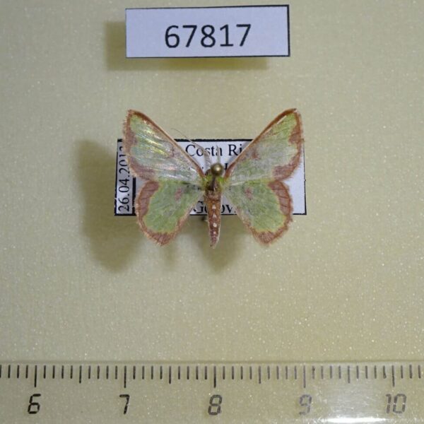 Geometridae Synchlora dependens Costa Rica