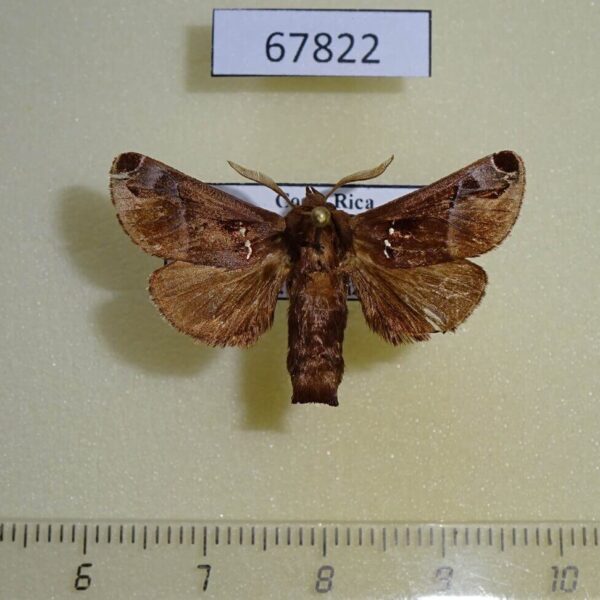 Limacodidae Semyra irena Costa Rica