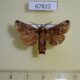 67822p Limacodidae Semyra irena Costa Rica $7