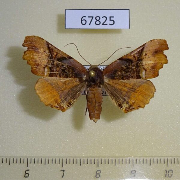 Geometridae Pero costa f Costa Rica