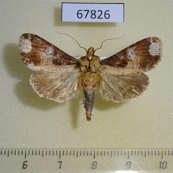 Noctuidae Condica imitata Costa Rica