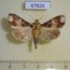 67826p Noctuidae Condica imitata Costa Rica $7