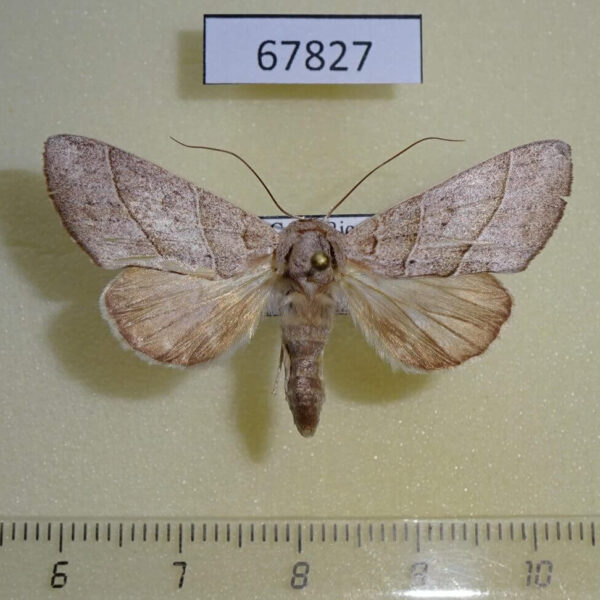 Notodontiidae Hemiceras indistans Costa Rica