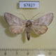 67827p Notodontiidae Hemiceras indistans f Costa Rica $9