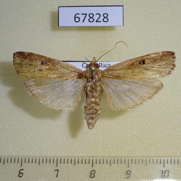 Pyralidae sp. Costa Rica