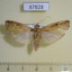 67828p Pyralidae sp. Costa Rica $5