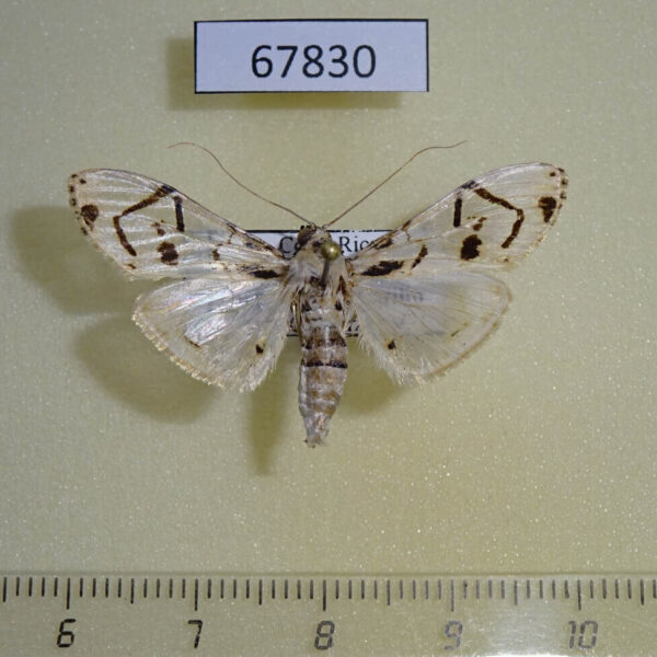 Crambidae Azochis ruscialis Costa Rica