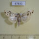 67830p Crambidae Azochis ruscialis Costa Rica $8