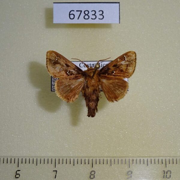 Limacodidae Euclea buscki Costa Rica