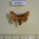 67833p Limacodidae Euclea buscki Costa Rica $7