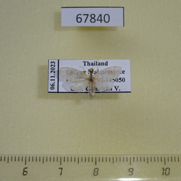 Arctiidae Schistophleps bipuncta Thailand