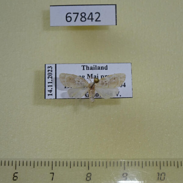 Arctiidae Schistophleps bipuncta Thailand