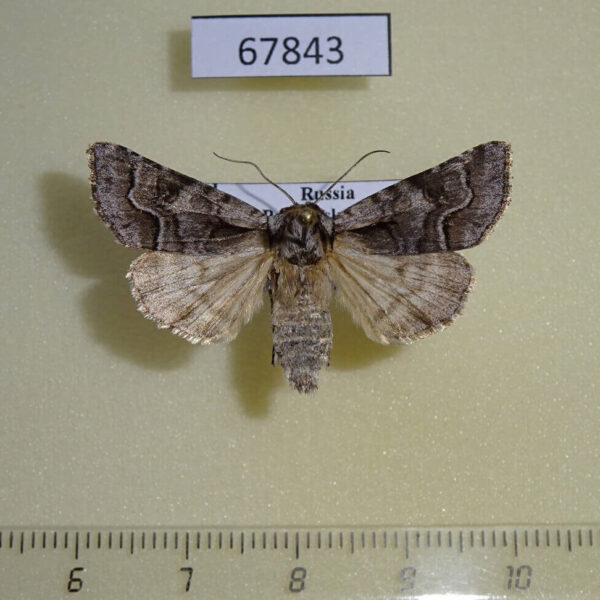 Noctuidae Acronicta raphael Primorye