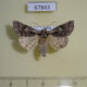 67843p Noctuidae Acronicta raphael Primorye $9