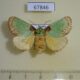 67846p Limacodidae Latoia consocia f Primorye $12