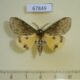 67849p Lymantridae Ilema virescens Vietnam $8