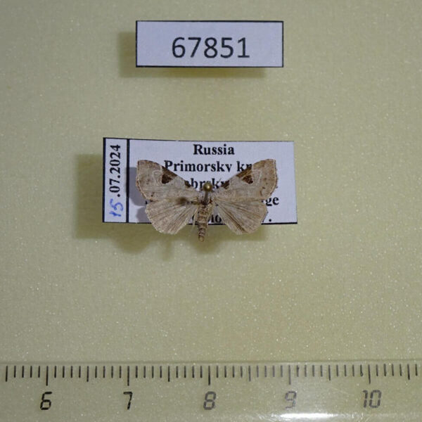 Noctuidae Chorsia costimacula Primorye