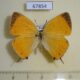 67854p Lycaenidae Japonica lutea Primorye $20