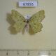 67855p Geometridae Thalera lacerataria Primorye $7
