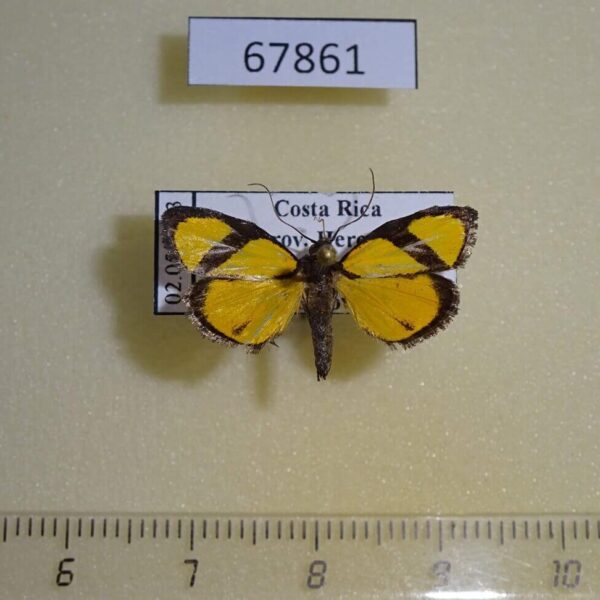 Pyralidae Nachaba sp. Costa Rica