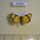 67861p Pyralidae Nachaba sp. Costa Rica $8