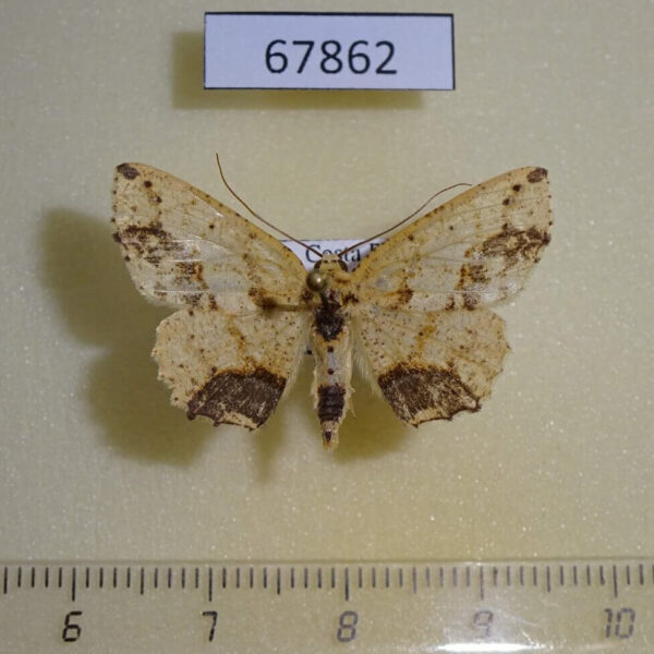Geometridae Isochromodes granula Costa Rica
