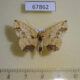 67862p Geometridae Isochromodes granula Costa Rica $8