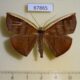 67865p Geometridae Cimicodes ferruginea Costa Rica $9