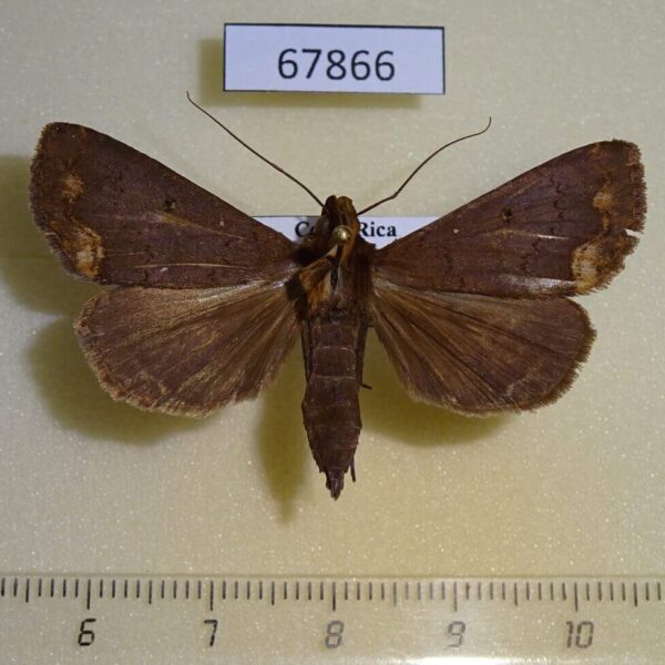 Noctuidae Rejectaria cocytalis Costa Rica