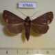 67866p Noctuidae Rejectaria cocytalis Costa Rica $9