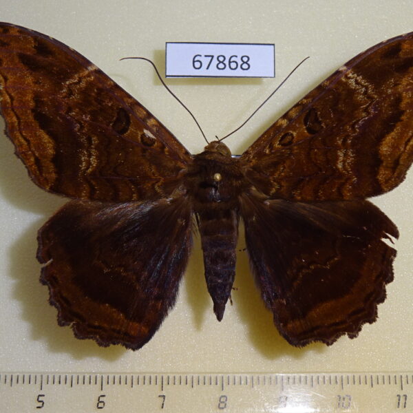 Noctuidae Feigeria mycerina Dominicana