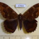 67868p Noctuidae Feigeria mycerina Dominicana $6
