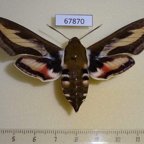 Sphingidae Hyles galii f Primorye