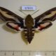 67870p Sphingidae Hyles galii f Primorye $10