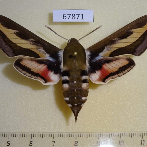 Sphingidae Hyles galii f Primorye