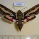 67871p Sphingidae Hyles galii f Primorye $10