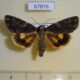 67876p Noctuidae Acronicta catocaloida Primorye $7
